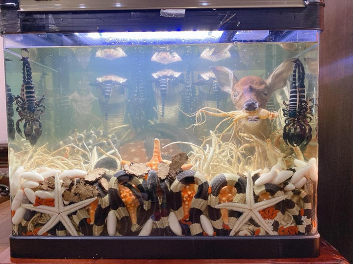 Toát mồ hôi với những 'bình' rượu ngâm gây 'ngất ngây' dù chưa uống một ngụm - 3