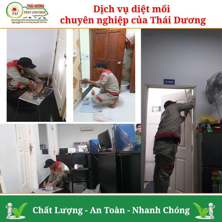 Diệt mối Thái Dương: Công ty diệt côn trùng uy tín tại TP.HCM - 3