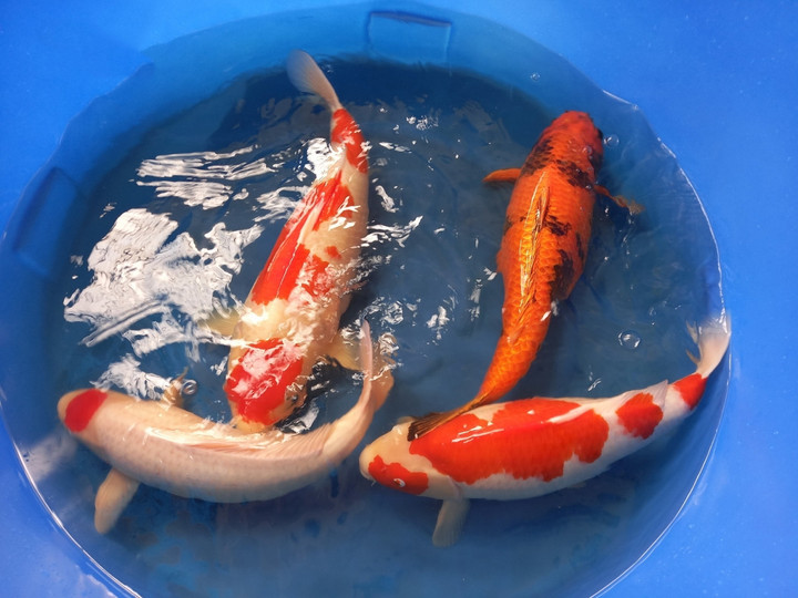 Kiếm tiền tỷ mỗi năm nhờ nuôi loại 'cá phong thủy' - 2