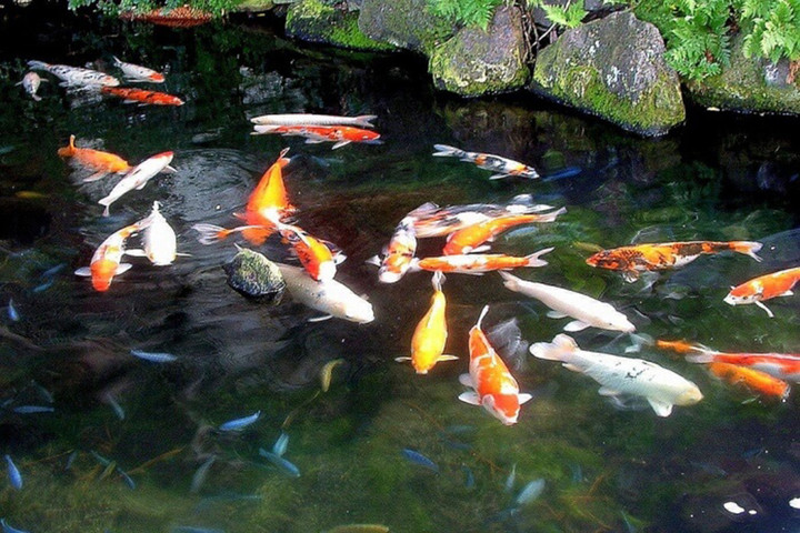 Kiếm tiền tỷ mỗi năm nhờ nuôi loại 'cá phong thủy' - 3