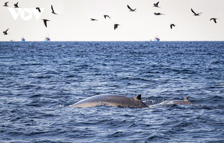 Choáng ngợp cảnh mẹ con cá voi săn mồi ở vùng biển Đề Gi - 6
