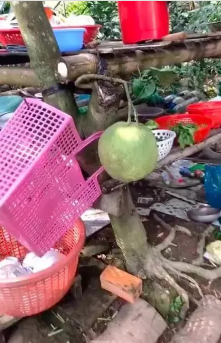 Muôn kiểu 'làm loạn' trêu chủ nhà tức lộn ruột của các loại cây trồng - 9