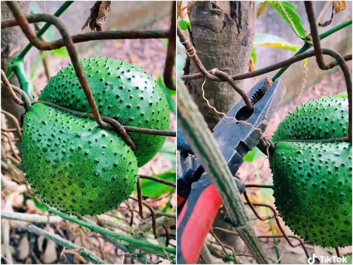 Muôn kiểu 'làm loạn' trêu chủ nhà tức lộn ruột của các loại cây trồng - 3