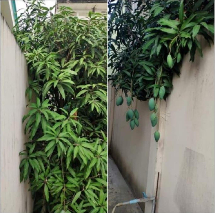 Muôn kiểu 'làm loạn' trêu chủ nhà tức lộn ruột của các loại cây trồng - 7