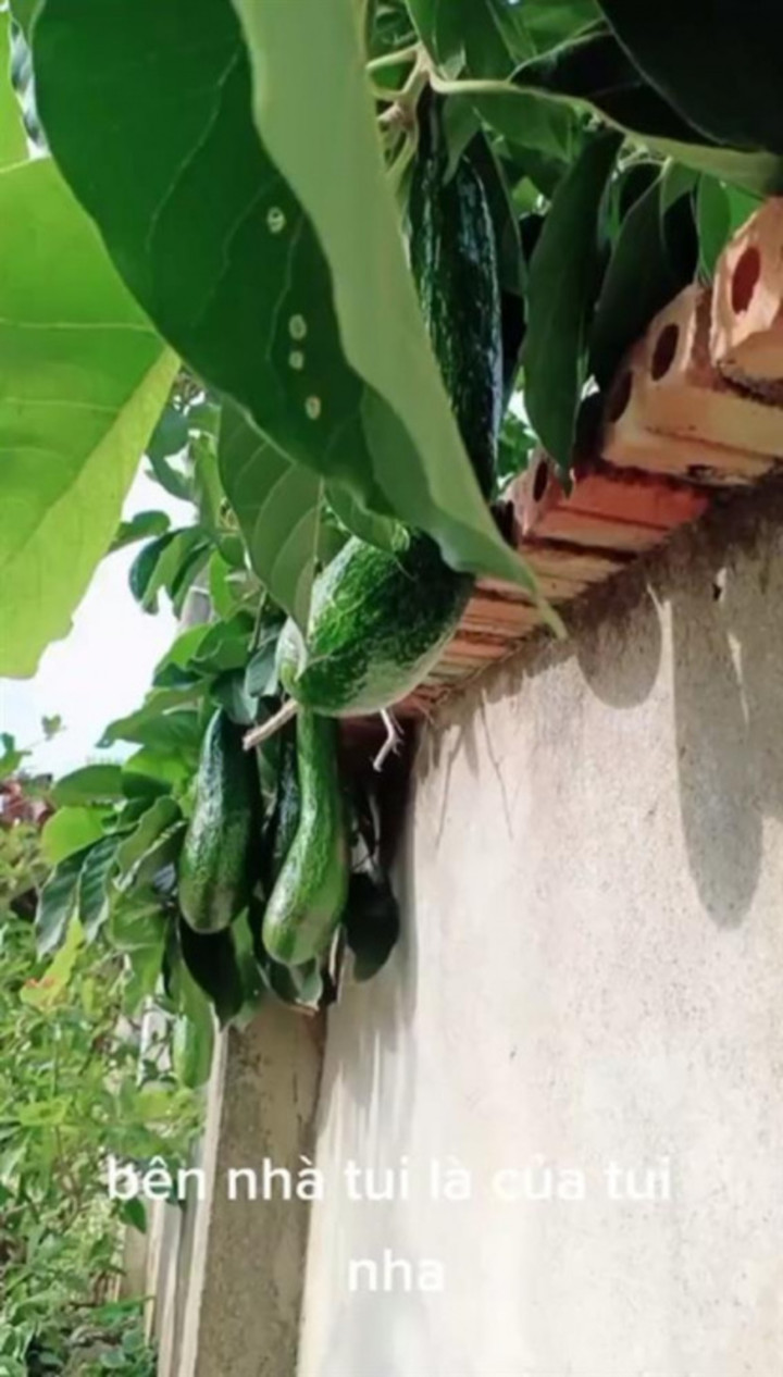 Muôn kiểu 'làm loạn' trêu chủ nhà tức lộn ruột của các loại cây trồng - 5