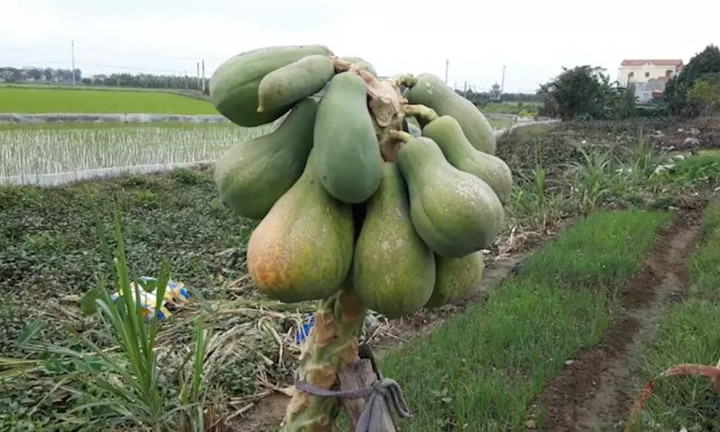 Muôn kiểu 'làm loạn' trêu chủ nhà tức lộn ruột của các loại cây trồng - 10