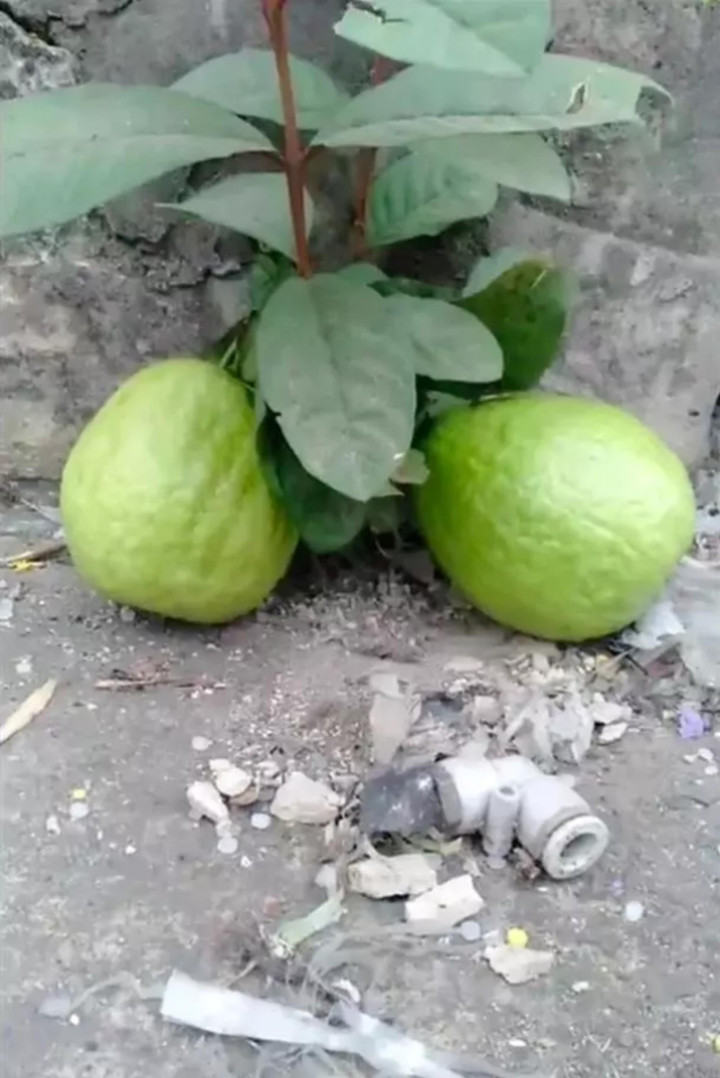 Muôn kiểu 'làm loạn' trêu chủ nhà tức lộn ruột của các loại cây trồng - 8