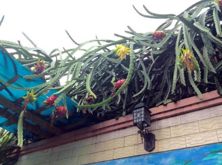 Muôn kiểu 'làm loạn' trêu chủ nhà tức lộn ruột của các loại cây trồng - 6