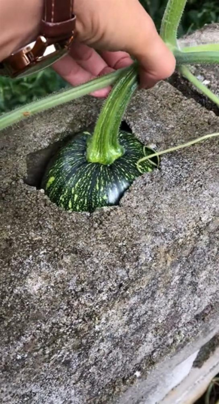 Muôn kiểu 'làm loạn' trêu chủ nhà tức lộn ruột của các loại cây trồng - 1