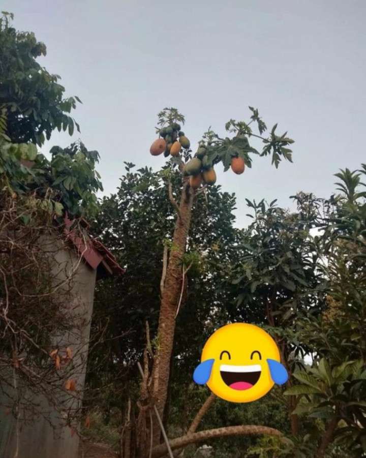 Muôn kiểu 'làm loạn' trêu chủ nhà tức lộn ruột của các loại cây trồng - 2