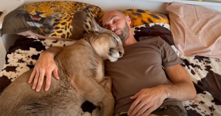 Thích nuôi mèo lớn, cặp vợ chồng mua luôn báo về làm thú cưng - 7