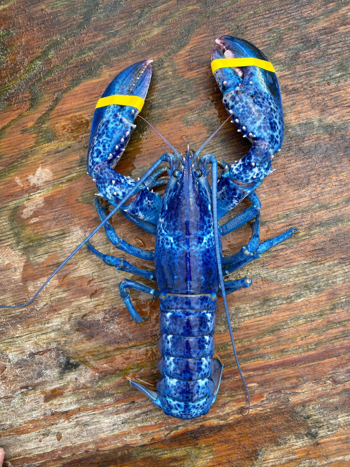 Hai cha con bắt được tôm hùm lạ - 1