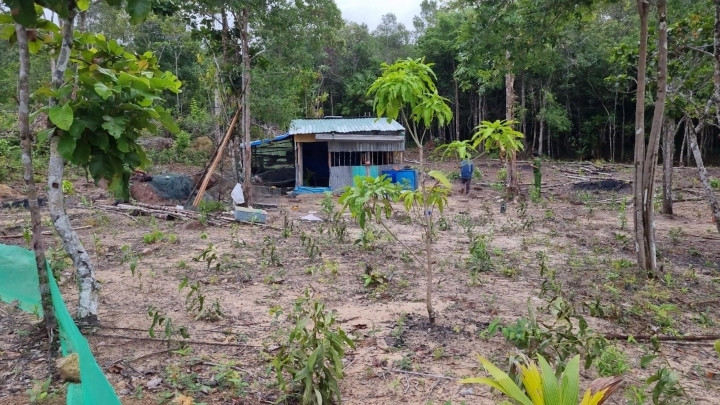 Phú Quốc thu hồi gần 140 ha đất rừng bị lấn chiếm - 1