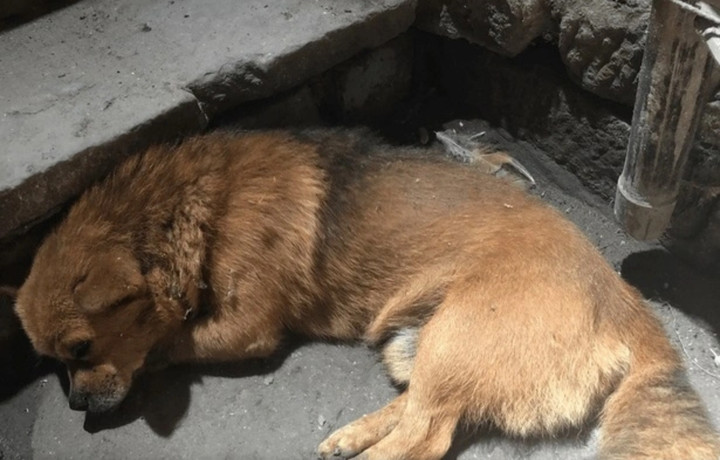 230 triệu người xem clip chú chó tuyệt thực 2 ngày sau khi chủ mất - 1