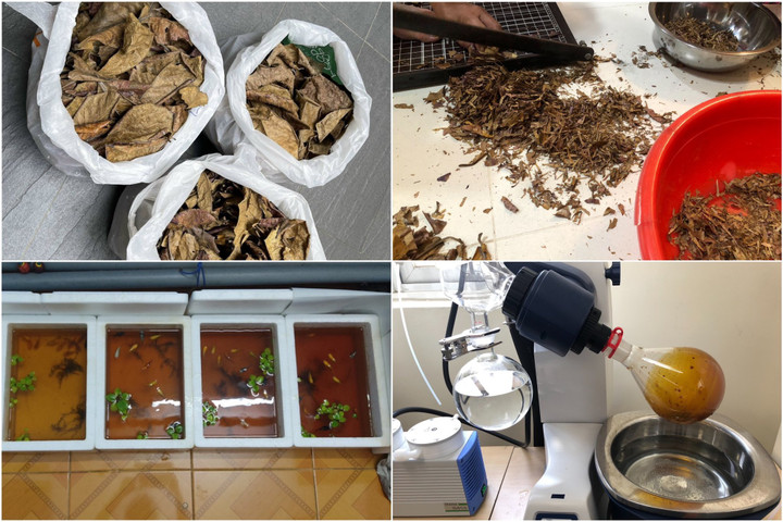 2 nữ sinh nghiên cứu, chế thành công thuốc kháng sinh cho cá cảnh từ lá bàng - 2