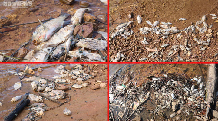 Cá chết hàng loạt, bốc mùi hôi thối tại hồ cấp nước cho TP Hà Tĩnh - 2