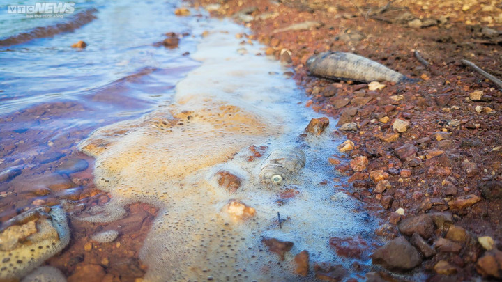 Cá chết hàng loạt, bốc mùi hôi thối tại hồ cấp nước cho TP Hà Tĩnh - 3