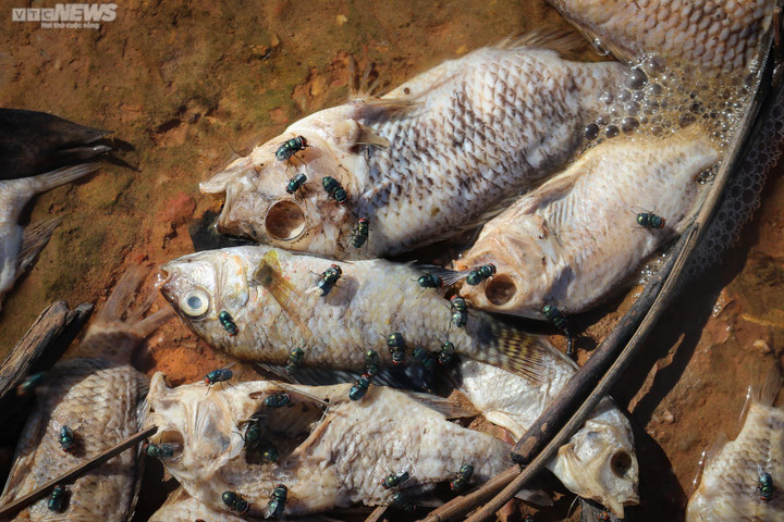 Cá chết hàng loạt, bốc mùi hôi thối tại hồ cấp nước cho TP Hà Tĩnh - 4