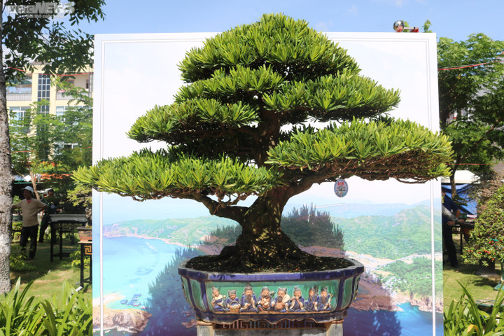 Ngắm những cây bonsai dáng độc, giá tiền tỷ 'hội ngộ' tại Bình Định - 9