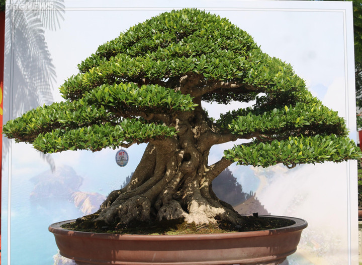 Ngắm những cây bonsai dáng độc, giá tiền tỷ 'hội ngộ' tại Bình Định - 10