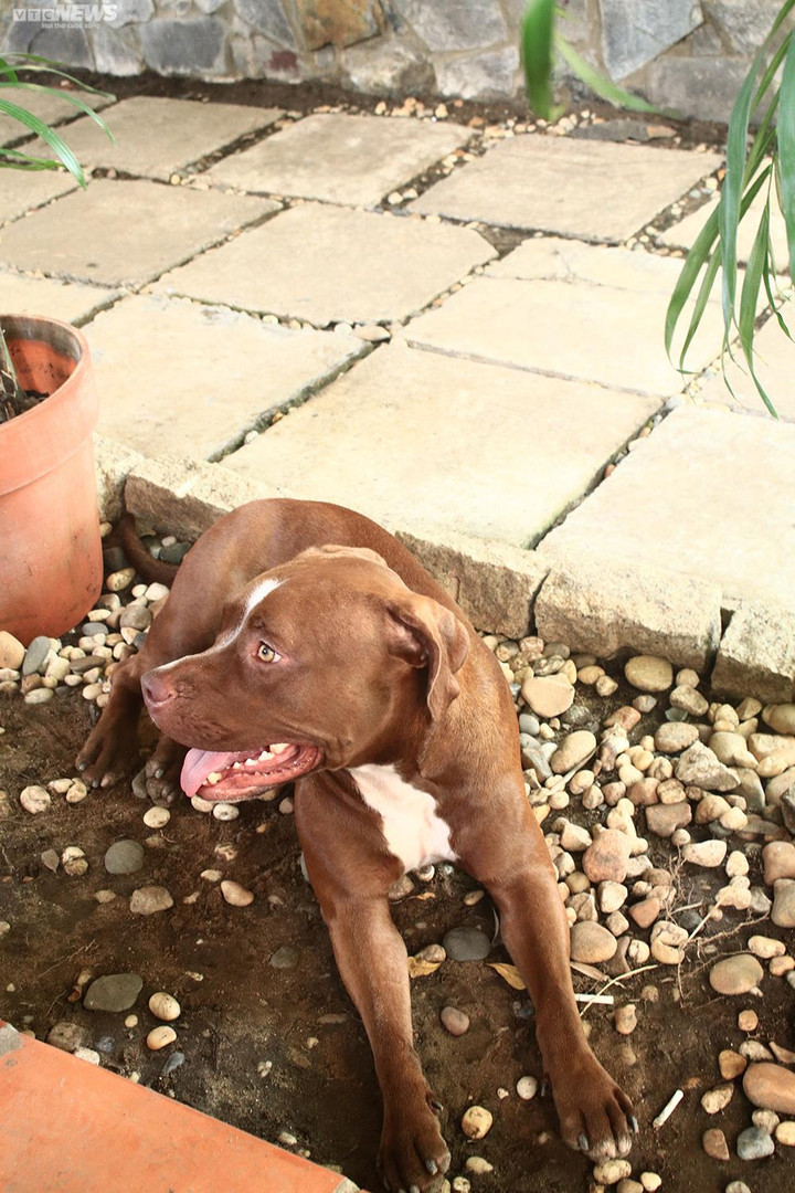 Johnny Trí Nguyễn tuổi 48 ở nhà lá, tìm vui trong võ đường - 6