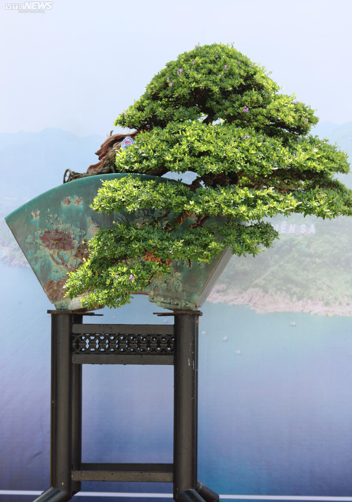 Ngắm những cây bonsai dáng độc, giá tiền tỷ 'hội ngộ' tại Bình Định - 5