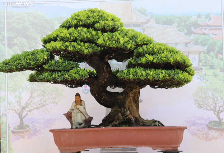 Ngắm những cây bonsai dáng độc, giá tiền tỷ 'hội ngộ' tại Bình Định - 6