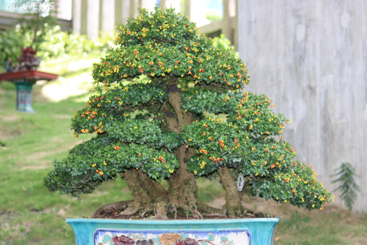 Ngắm những cây bonsai dáng độc, giá tiền tỷ 'hội ngộ' tại Bình Định - 7