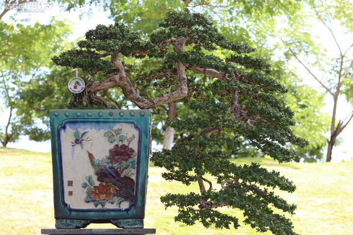 Ngắm những cây bonsai dáng độc, giá tiền tỷ 'hội ngộ' tại Bình Định - 8