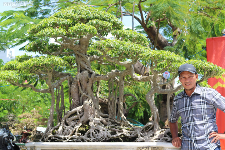 Ngắm những cây bonsai dáng độc, giá tiền tỷ 'hội ngộ' tại Bình Định - 3