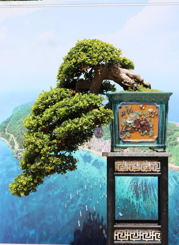 Ngắm những cây bonsai dáng độc, giá tiền tỷ 'hội ngộ' tại Bình Định - 4