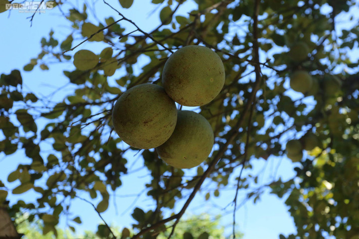 Ảnh: Mục sở thị dân cố đô Huế bán buôn sản vật tiến vua lúc nửa đêm - 3