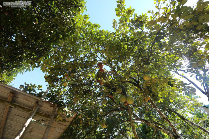 Ảnh: Mục sở thị dân cố đô Huế bán buôn sản vật tiến vua lúc nửa đêm - 8