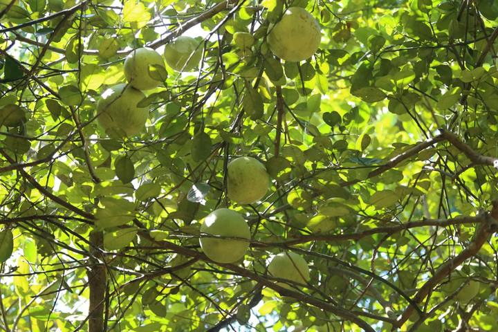 Ảnh: Mục sở thị dân cố đô Huế bán buôn sản vật tiến vua lúc nửa đêm - 1