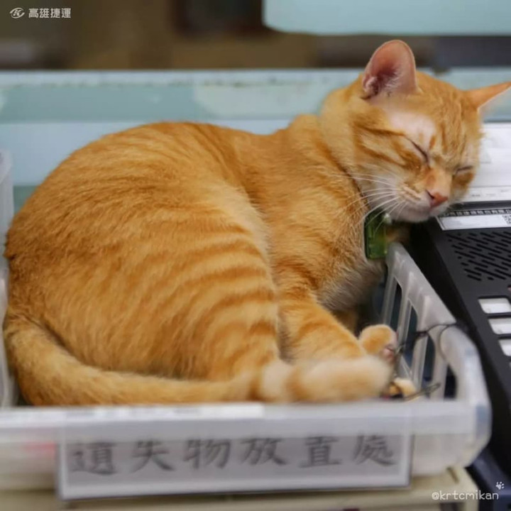 Gặp gỡ chú mèo giữ chức trưởng ga tàu điện ngầm với thần thái cực oách - 7