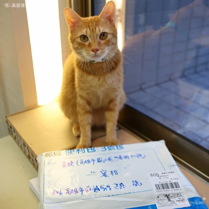 Gặp gỡ chú mèo giữ chức trưởng ga tàu điện ngầm với thần thái cực oách - 8