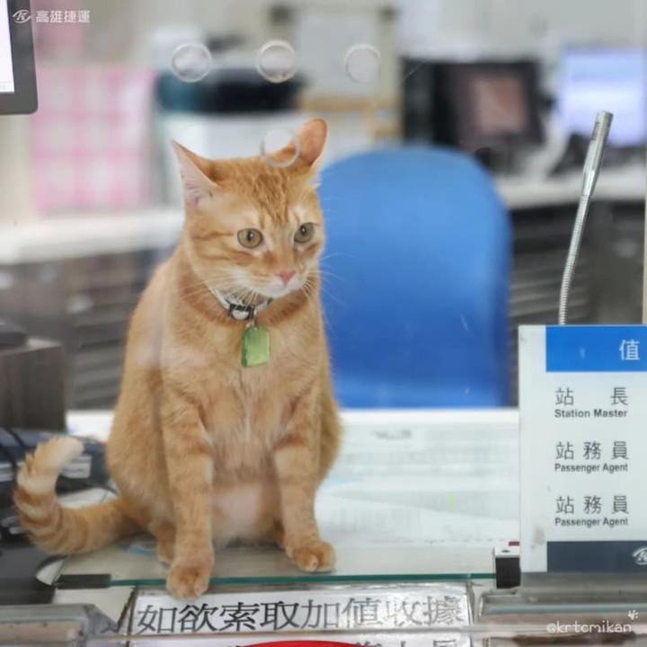 Gặp gỡ chú mèo giữ chức trưởng ga tàu điện ngầm với thần thái cực oách - 1