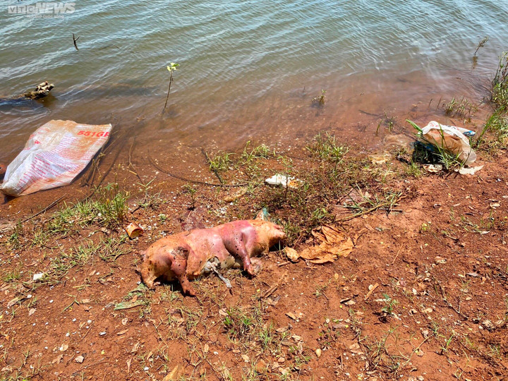 Ảnh: Kinh hãi xác lợn trôi nổi trên lòng hồ ở Buôn Ma Thuột - 3