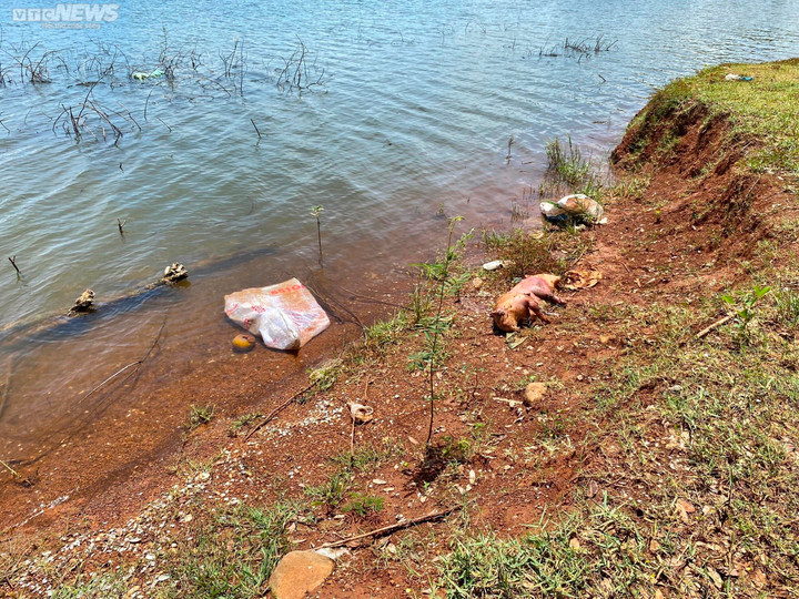 Ảnh: Kinh hãi xác lợn trôi nổi trên lòng hồ ở Buôn Ma Thuột - 2