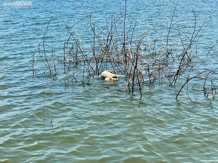 Ảnh: Kinh hãi xác lợn trôi nổi trên lòng hồ ở Buôn Ma Thuột - 5