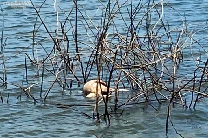 Ảnh: Kinh hãi xác lợn trôi nổi trên lòng hồ ở Buôn Ma Thuột - 4