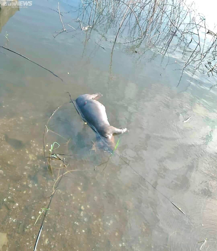 Ảnh: Kinh hãi xác lợn trôi nổi trên lòng hồ ở Buôn Ma Thuột - 6