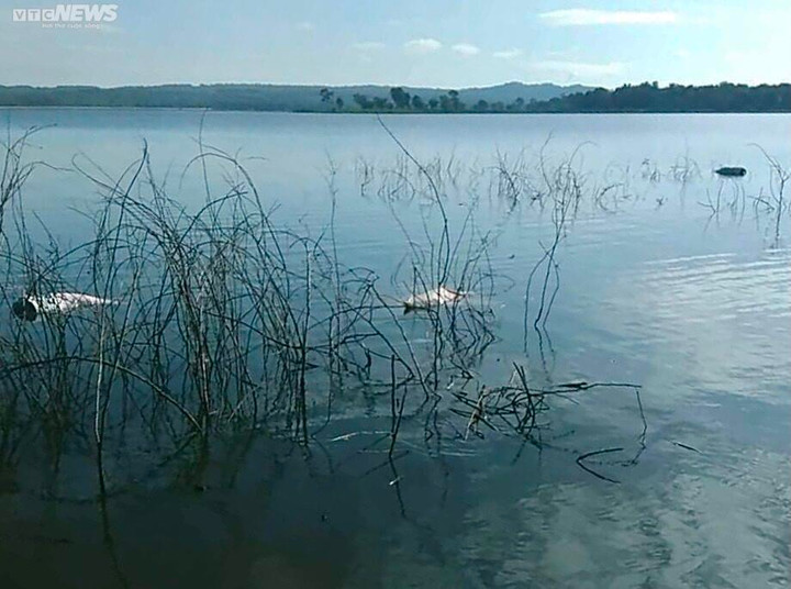 Ảnh: Kinh hãi xác lợn trôi nổi trên lòng hồ ở Buôn Ma Thuột - 7