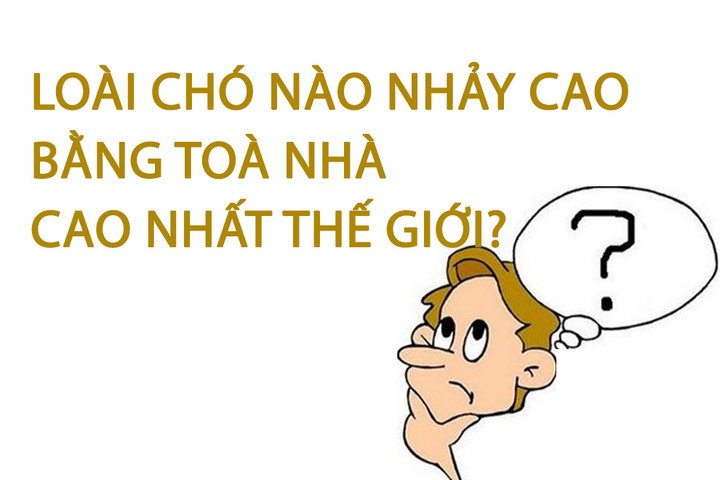 Loài chó nào nhảy cao bằng toà nhà cao nhất thế giới? - 1