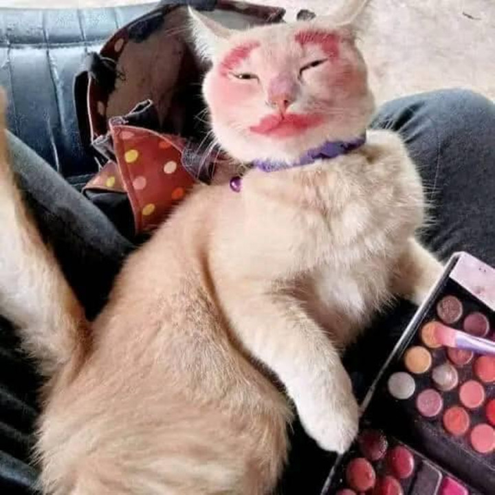 Dung nhan gây sốc của hội nhà mèo khi 'lên đồ' ra phố - 4