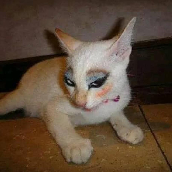 Dung nhan gây sốc của hội nhà mèo khi 'lên đồ' ra phố - 7