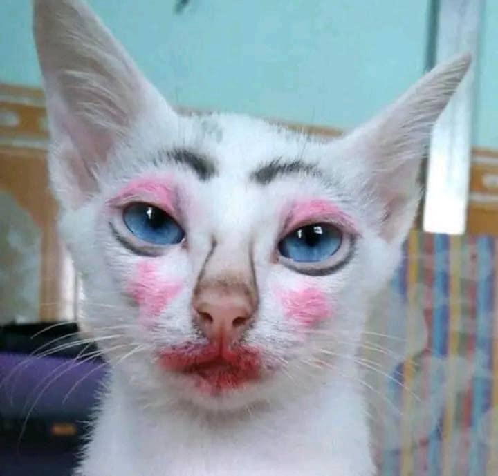 Dung nhan gây sốc của hội nhà mèo khi 'lên đồ' ra phố - 1