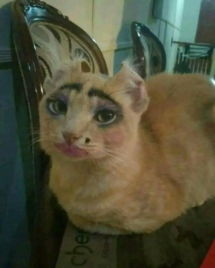 Dung nhan gây sốc của hội nhà mèo khi 'lên đồ' ra phố - 8