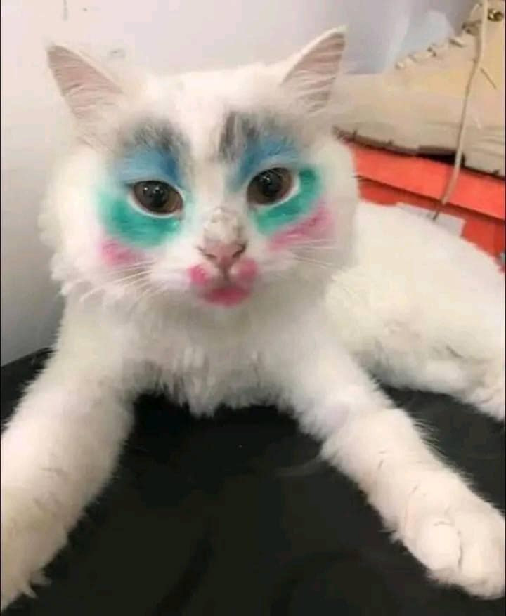 Dung nhan gây sốc của hội nhà mèo khi 'lên đồ' ra phố - 3