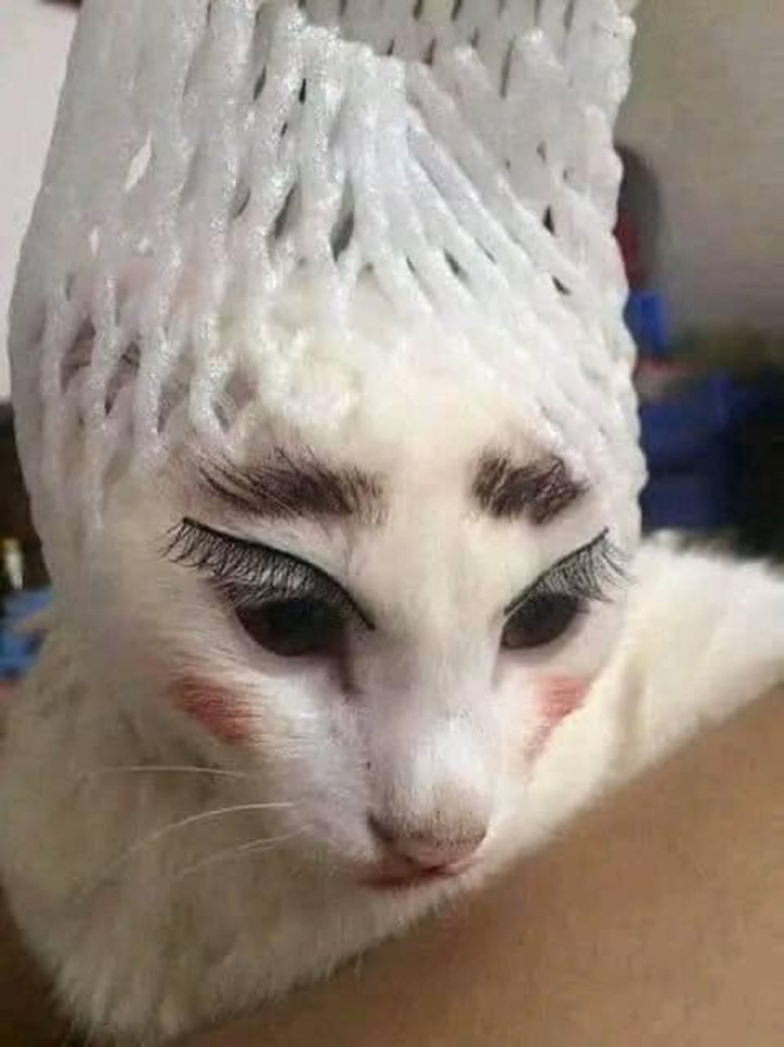 Dung nhan gây sốc của hội nhà mèo khi 'lên đồ' ra phố - 5